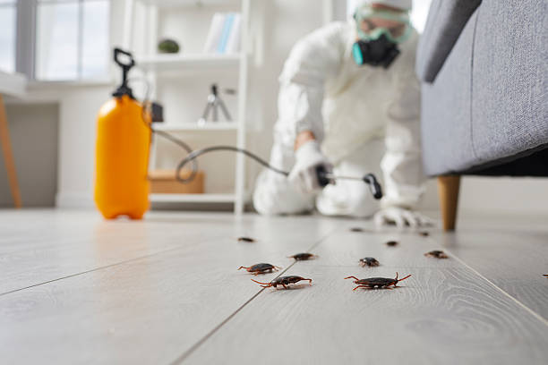 Post-Treatment Bed Bug Interceptor Monitoring in Chalco